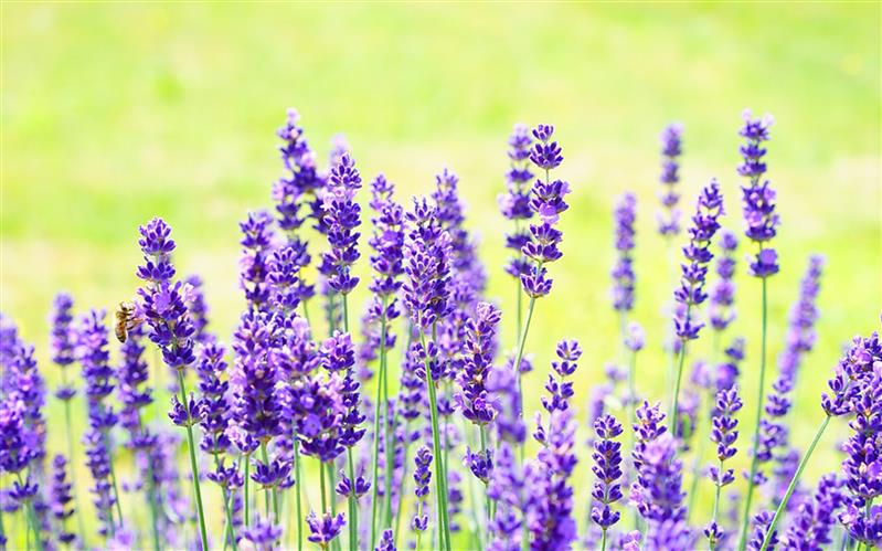 Lavanda – simbolul feminitatii eterne