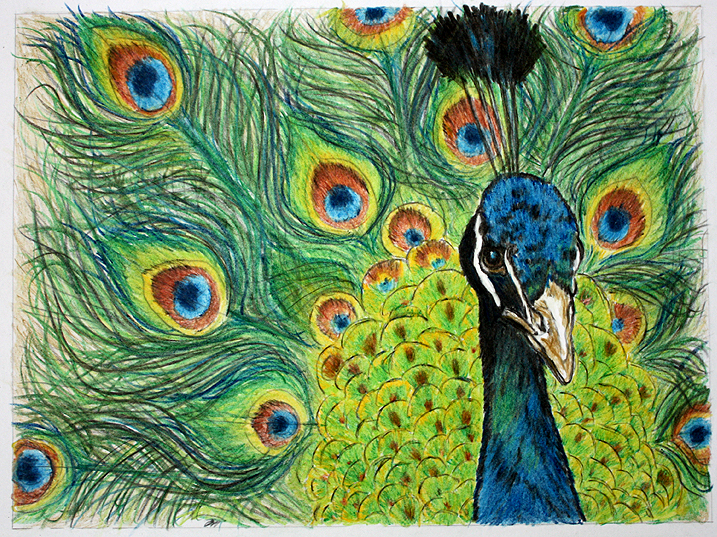 De la fascinatia pentru culori la fermecatorul paun