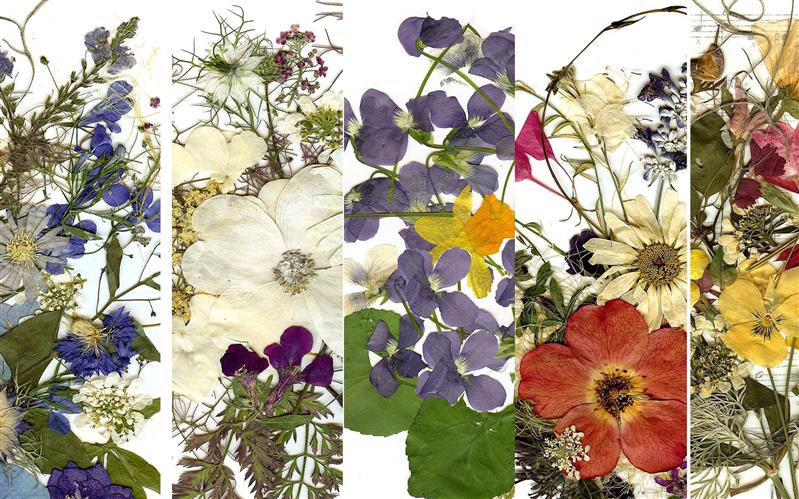 Florile presate, mai mult decat o arta