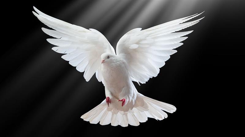 Semnificatia porumbeilor