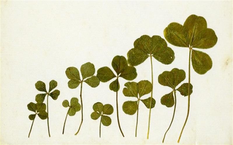 Semnificatia trifoiului cu patru foi